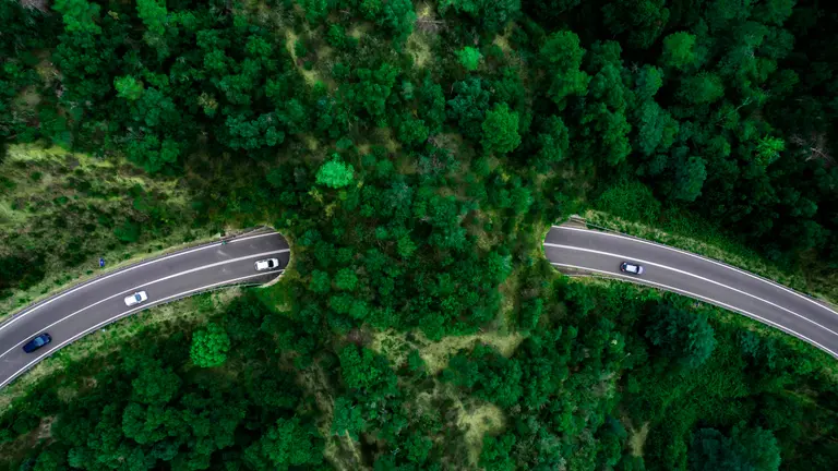 Road in the forest